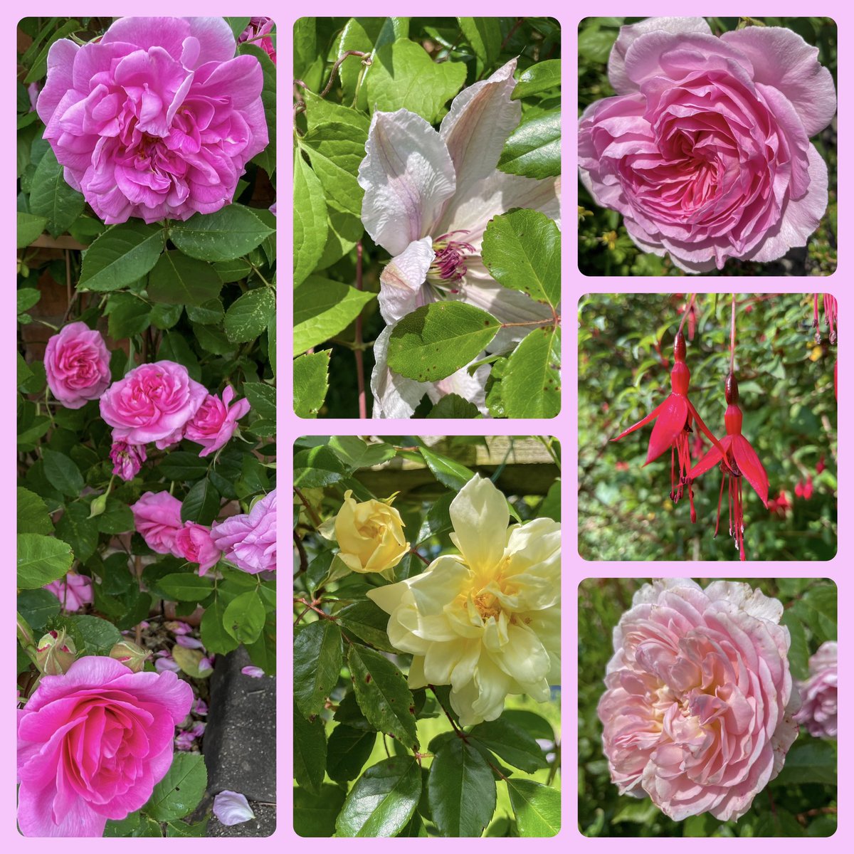 It’s coming up roses and summer colours in this week’s #SixOnSaturday