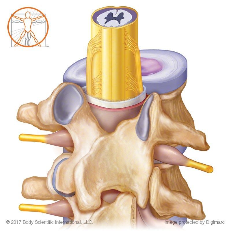 Medillustrates's tweet photo. Spinal cord in spinal column, illustrated by @bodyscientific and published by Goodheart-Wilcox.
Explore more work by Body Scientific: https://t.co/CJQ0471TcW
#spinalcord #spinalcolumn #spine #anatomy #lumbar #vertebrae #medical #illustration #medicalillustration #3D #sciart https://t.co/KPdH1jw4hE