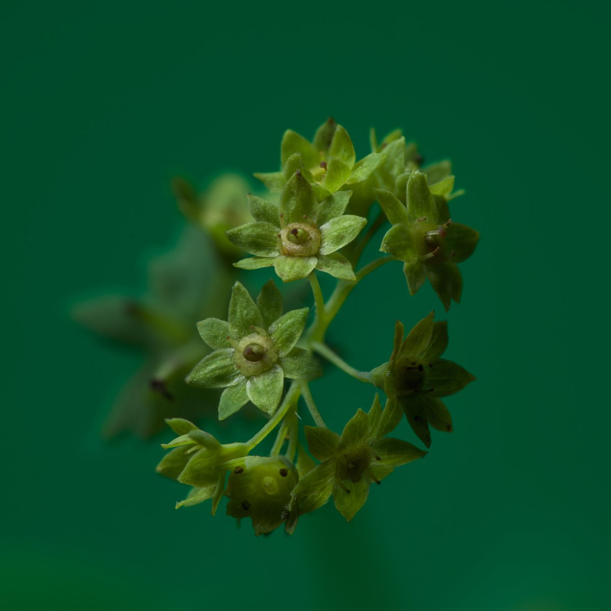 Flower photo of the day. Another tiny (5mm across) one; Hairy Lady's Mantle. I'm not sure though if it's the mantle that's hairy, or the lady. #macro #flowers #bloemenfotografie #flowersandmacro #bloemen #blumen #fleurs #raw_flowers #snap_flowers