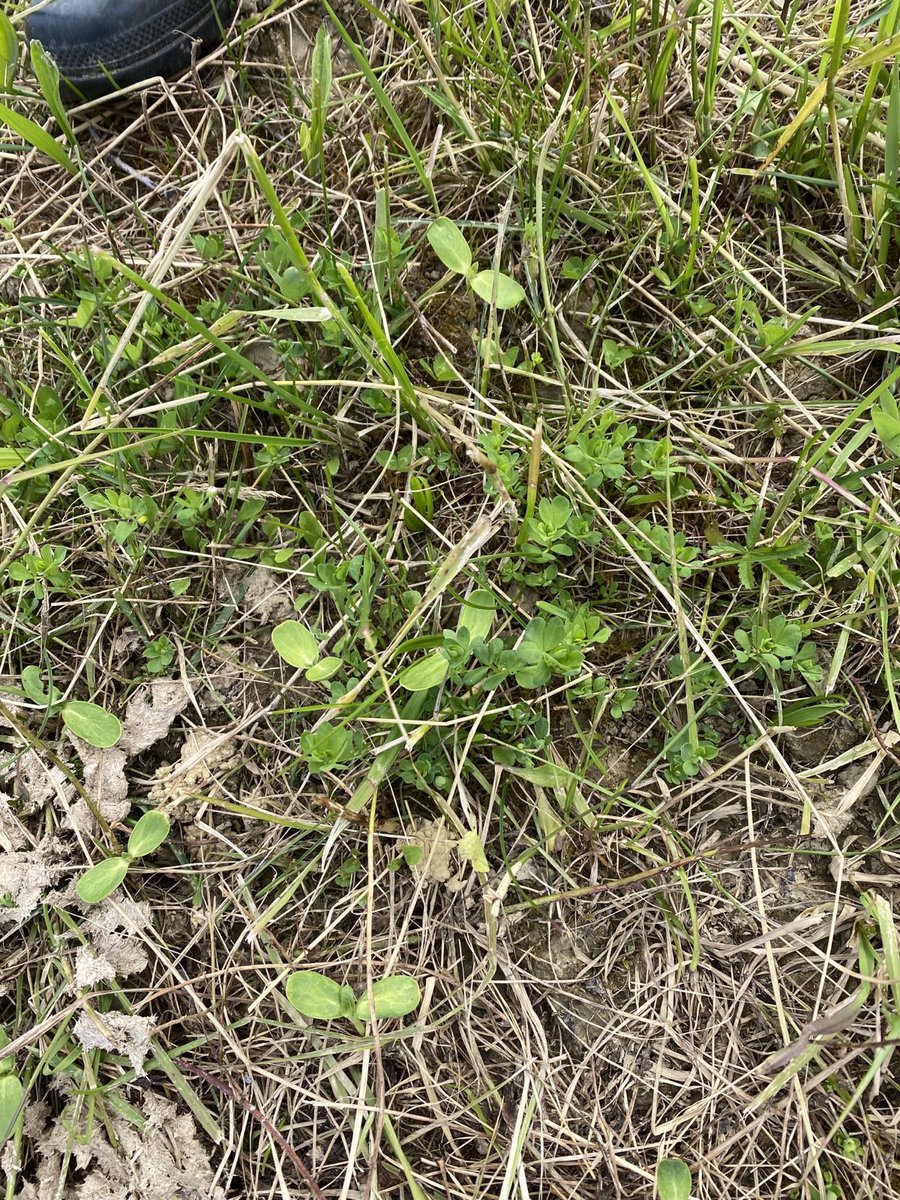 The sunflower experiment is off to a good start. Some here growing alongside some birdsfoot trefoil. We threw a half sack of seed around in front of the cows. If this works I might do this over a few hectares to add some summer feed to the farm, maybe with corn, sorghum etc.