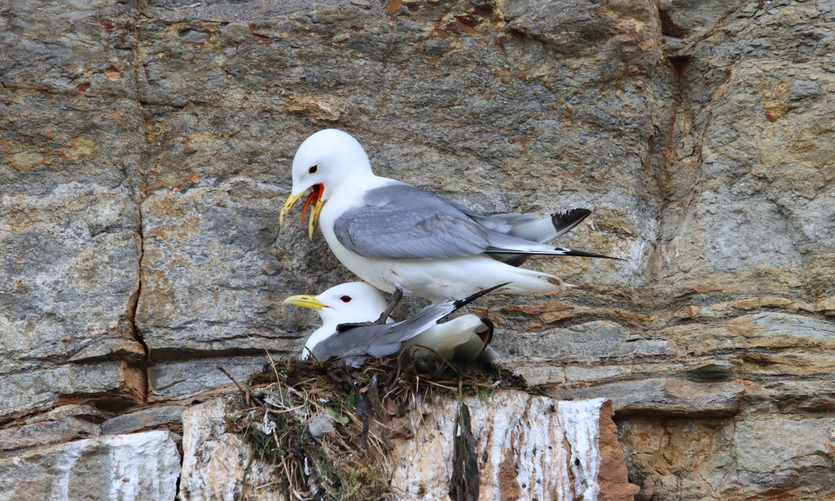 Not sure if I was intruding on a private moment here or whether there was standing room only on the ledge, but look at the colour of this Kittiwake's tongue!
Cowbar,  N Yorkshire
@teesbirds1 @nybirdnews