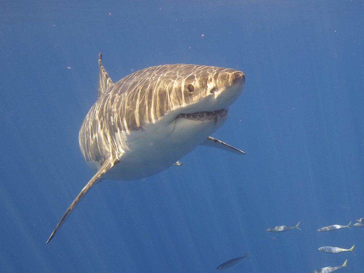 Shark fact: great white sharks are one of the fastest shark species!
They can reach speeds of 50 kph/35 mph