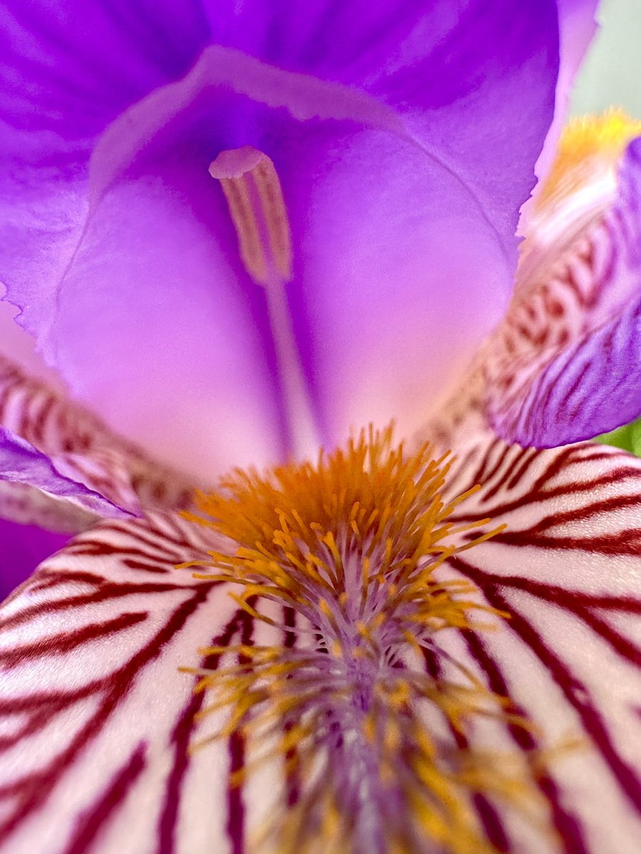 'Where flowers bloom so does hope.' - Lady Bird Johnson #GardeningX #GardenersWorld #MacroHour