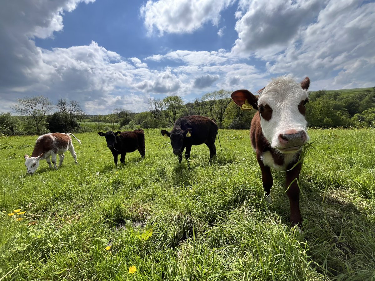 bernardsfarmuk's tweet photo. Calves are out enjoying the green stuff 🐄 🐄

#Calves #NativeCattle #Cows #StaffordshireMoorlands #TenantFarmers #FirstGenerationFarmers #FarmingFamily #NatureFriendlyFarming #PeakDistrict #UplandFarming #moo https://t.co/jsYeR7YKTF