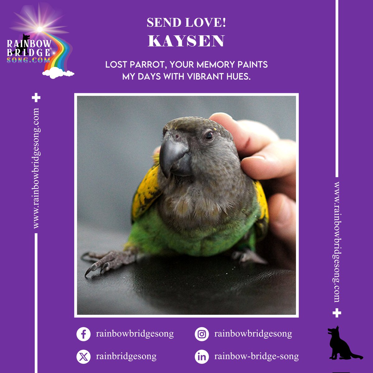 Lost parrot, your memory paints my days with vibrant hues.

#RBS #RainbowBridgeSong #RainbowBridge #MissingPet #LostParrot #LostBird #LostCats #LostDogs #SendLove #PetsLove #DogsAreFamily #Animals #Nature #Animal #Cute #Photography #Pet #Dog #NaturePhotography #Cat #PetLost