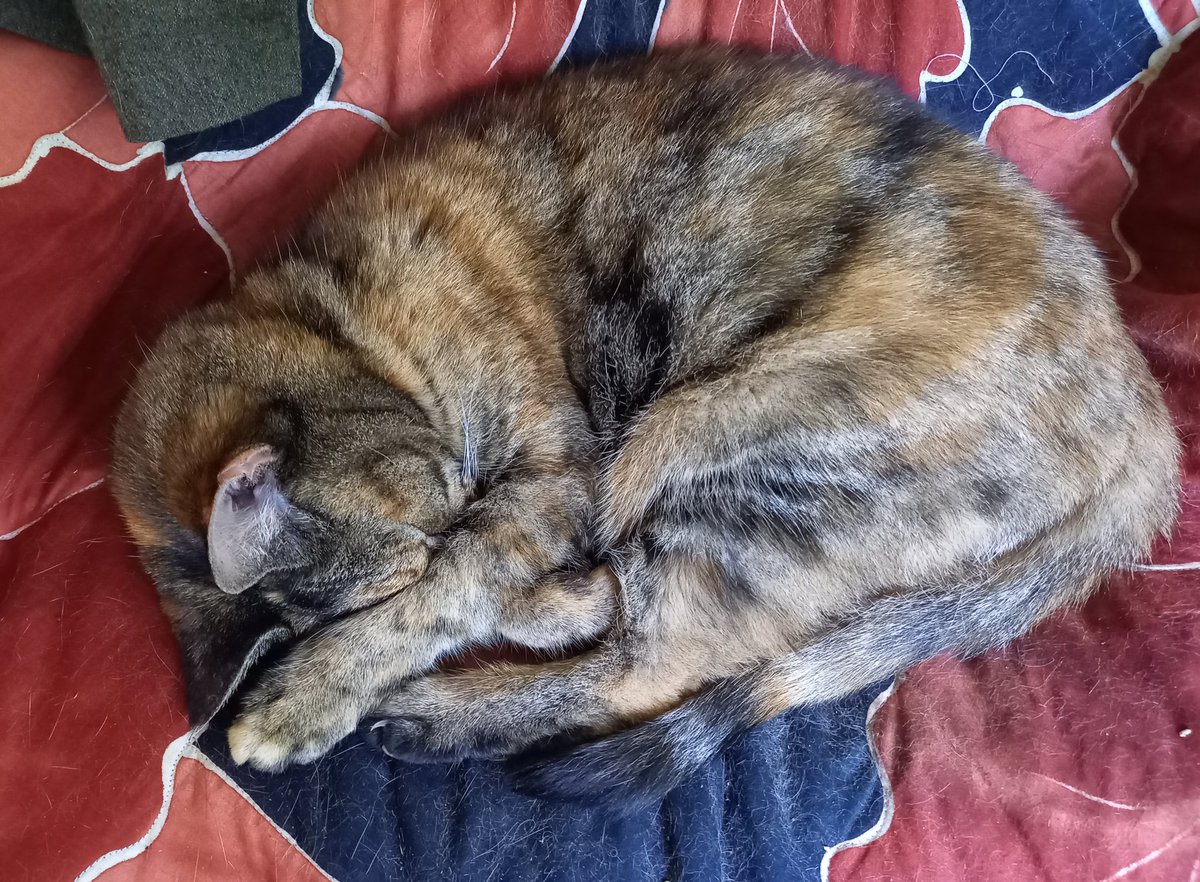 Hattie having a beauty cat nap 😽
So glad I adopted her those 3.5 yrs ago despite her bad record of rejections from previous adoptions. Our relationship is strong - on her terms. I earned her trust and she's become a dear companion #cat

#AdoptDontBuy 
#AdoptAShelterCat
#Caturday