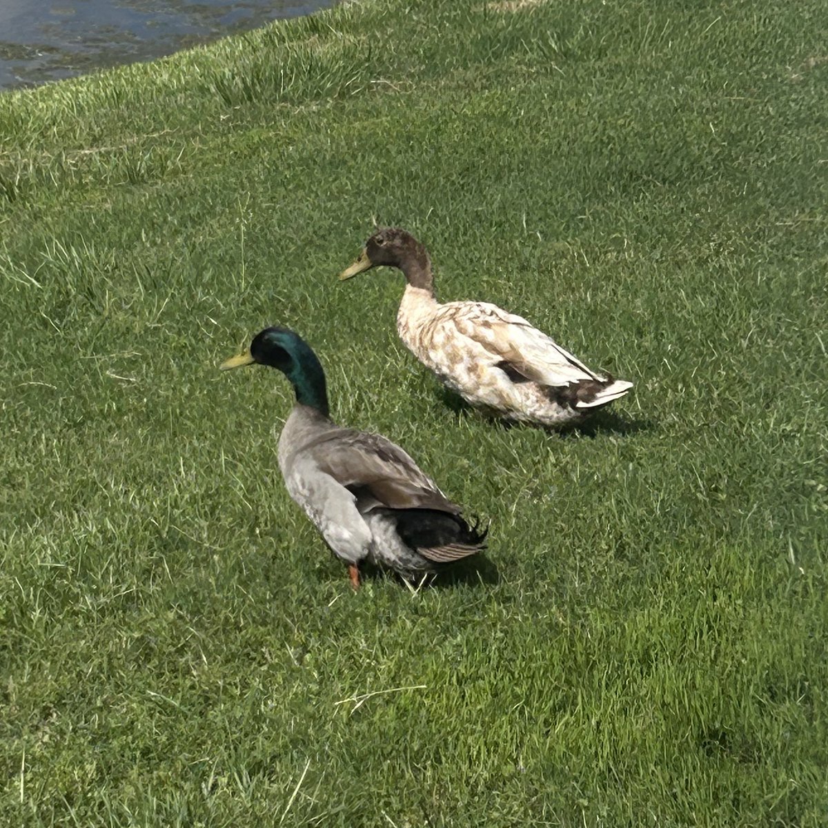 Duckies outside of my window🤍
