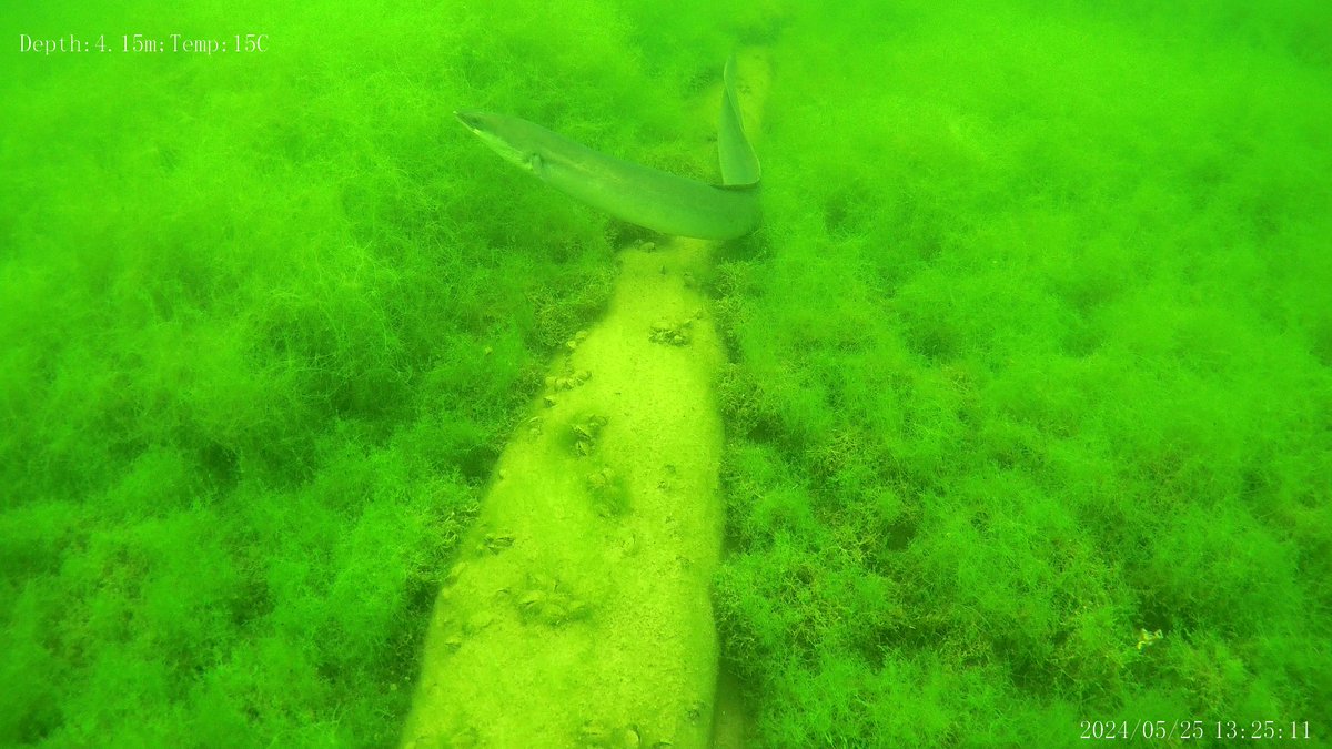 HyDrone.ie (@hydroneire) on Twitter photo You just don't know what you will find when your exploring with an Underwater Drone 👍 eel's are very curious of the drones 😆 Go to hydrone.ie to see the training <a href="/KeenaPhilip/">Philip Keena</a> can provide to get you exploring under the surface!! #research #recreation #exploring You just don't know what you will find when your exploring with an Underwater Drone 👍 eel's are very curious of the drones 😆 Go to hydrone.ie to see the training <a href="/KeenaPhilip/">Philip Keena</a> can provide to get you exploring under the surface!! #research #recreation #exploring