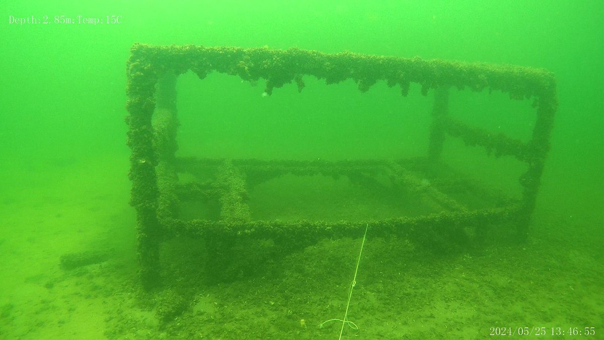 HydroneIRE's tweet photo. You just don't know what you will find when your exploring with an Underwater Drone 👍 eel's are very curious of the drones 😆 Go to https://t.co/8Oq96gqjqE to see the training @KeenaPhilip can provide to get you exploring under the surface!! #research #recreation #exploring https://t.co/cTVQVLzsWy