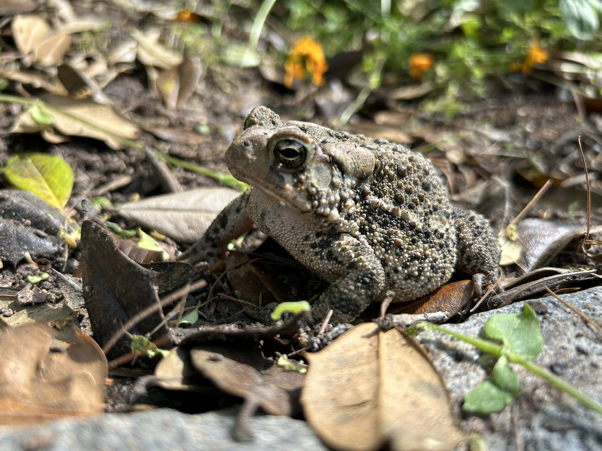 Chonky toad friend discovered today while weeding!!