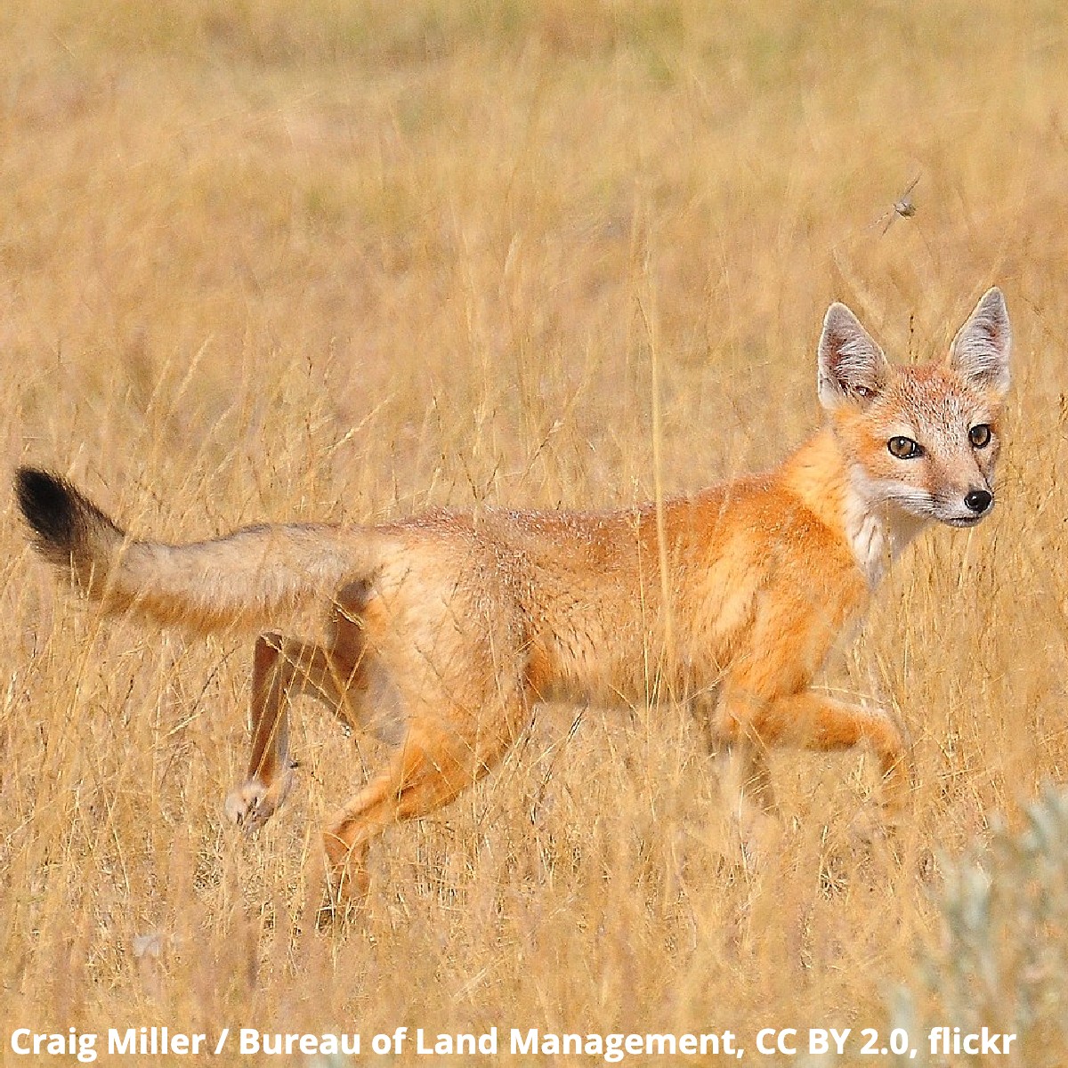 What makes the swift fox so swift? 🦊 It’s able to reach speeds of more than 30 mph (48km/h), which comes in handy when hunting—or being hunted! The fox’s agility helps it snatch up prairie dogs and evade the jaws of hungry coyotes. It inhabits North America’s Great Plains.