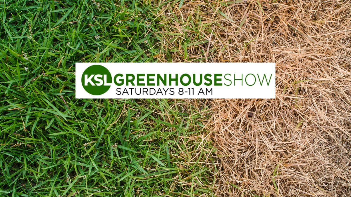 Is your lawn suddenly turning brown? KSL Greenhouse show host, Taun Beddes, shares some insight on why that might happen. Read the full article by clicking the link below. kslnewsradio.com/2105194 📷Canva