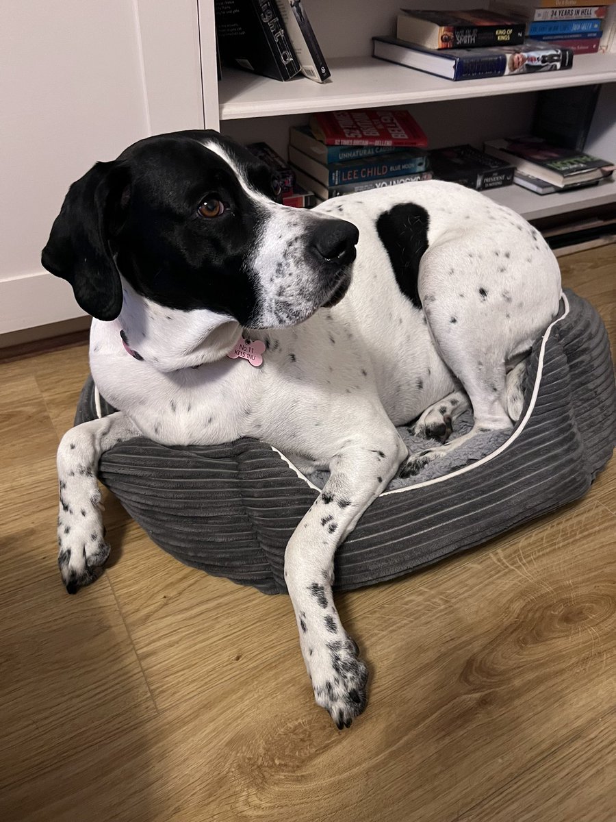 adele82306097's tweet image. My daft dog has squeezed herself into the cat's bed this evening 🤷🏼‍♀️🤷🏼‍♀️