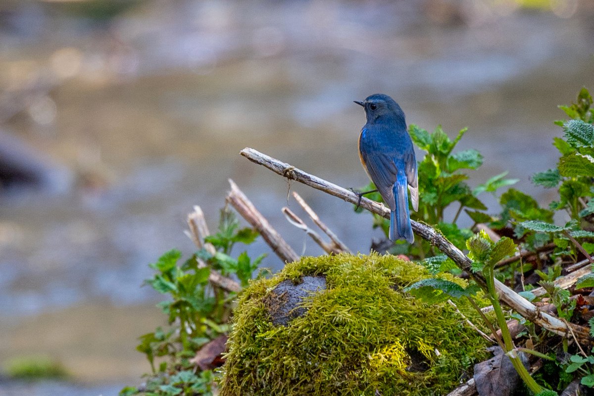 ルリビタキ撮影。 #ルリビタキ　#ルリビタキ雄　#幸せの青い鳥　#北海道3大かわいい動物