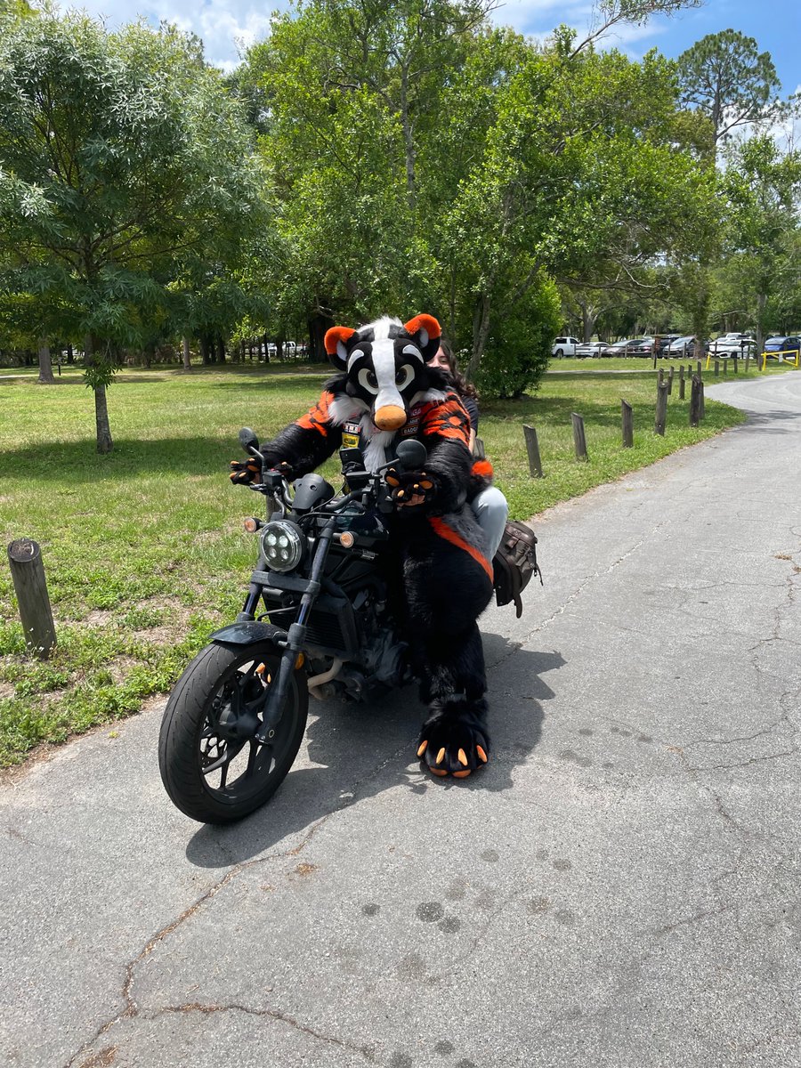 Dammit Badger is probably the wildest fursuiter I saw at Megaplex picnic! 

They fullsuited the entire time and even rode off on their motorcycle in fullsuit!