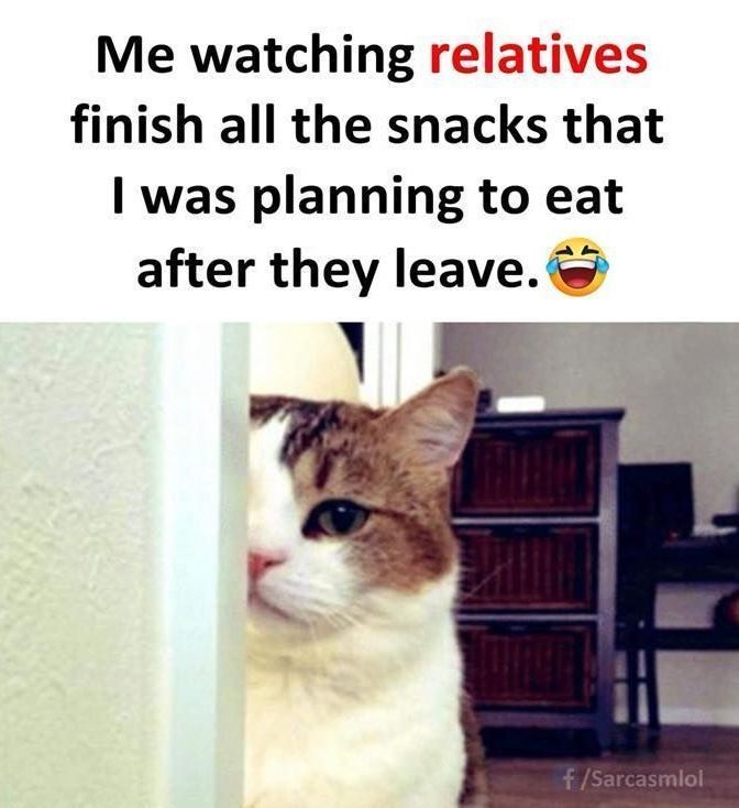 Sometimes snacking isn't fair. #catmemes #snacks #relatives