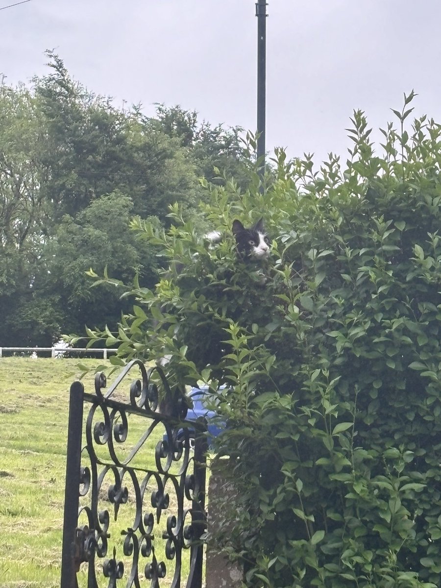RETINAPrime's tweet photo. Honestly what was the goal here? #cat #daftcat https://t.co/IfsAUPzkc9