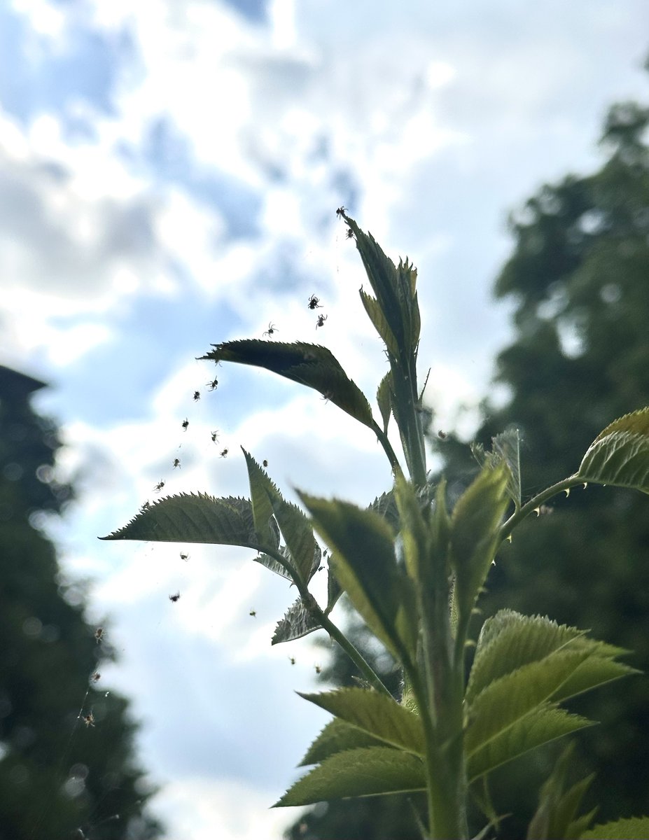 A new brood of spiderlings starting to explore the garden. Although they keep running back together.
#urbanwildlife ⁦#spiders @BritishSpiders⁩