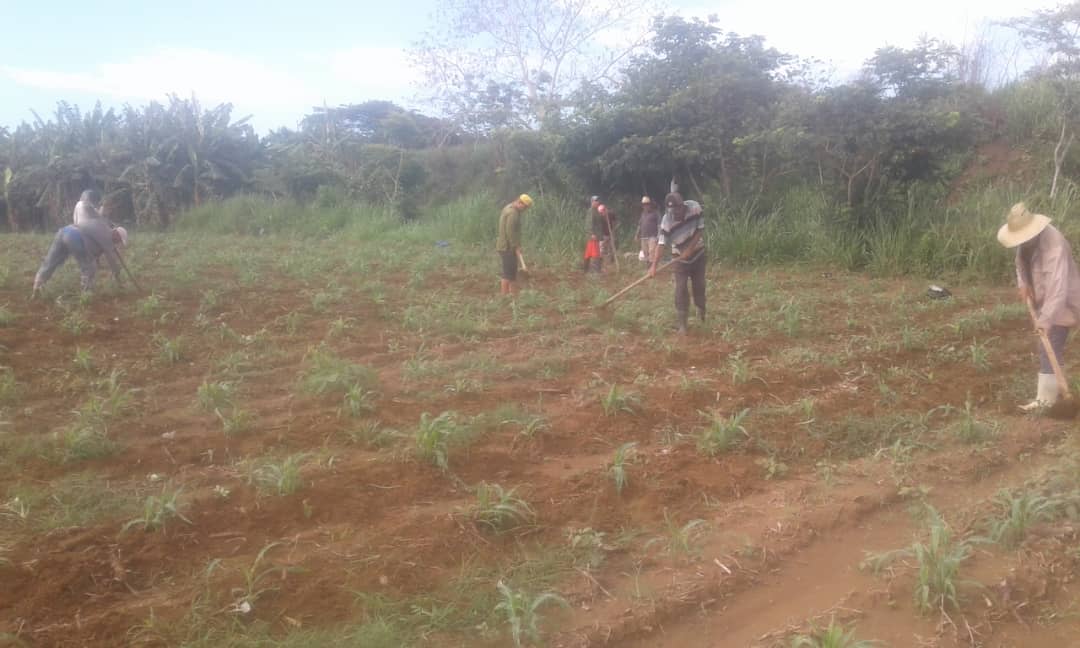 #InderBueyArriba
#InderBueyArribaPresente 
Una vez más nuestros trabajadores apoyando en la producción de alimentos para la población, en la limpia de maíz Finca del campesino  Esmildo Avial de Sainicu, Buey Arriba, #SomosElInder 
#SomosUnEquipo @yamila_teresa 
@BorgesOlivero