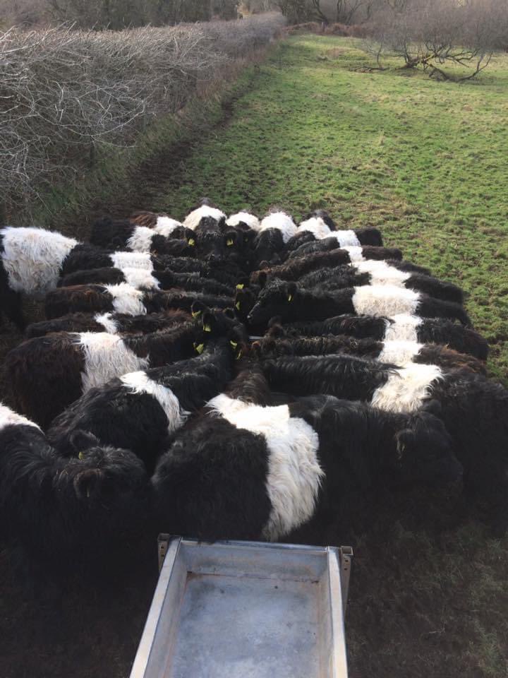 These are beauties! 😍😍😍 📸 Dartmoor Belted Galloways