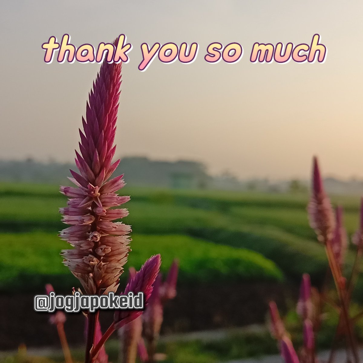 #F4F_Nusantara thank you so much ⏩➽ @YolydeSandoval1 @k50h50 @fg2g3 @GuiverMiguel @sasha_stana @jogjapokeid @FortunsParks @FPLLil168908 @FrankMa80478512 @FrankVOXMadrid @freespeech1959 @FuelbyThoughts @frydlant1913 @FrWulff @furiigaitibann @Gb_bish9e_1672 @GEORGIOSMORAIT5