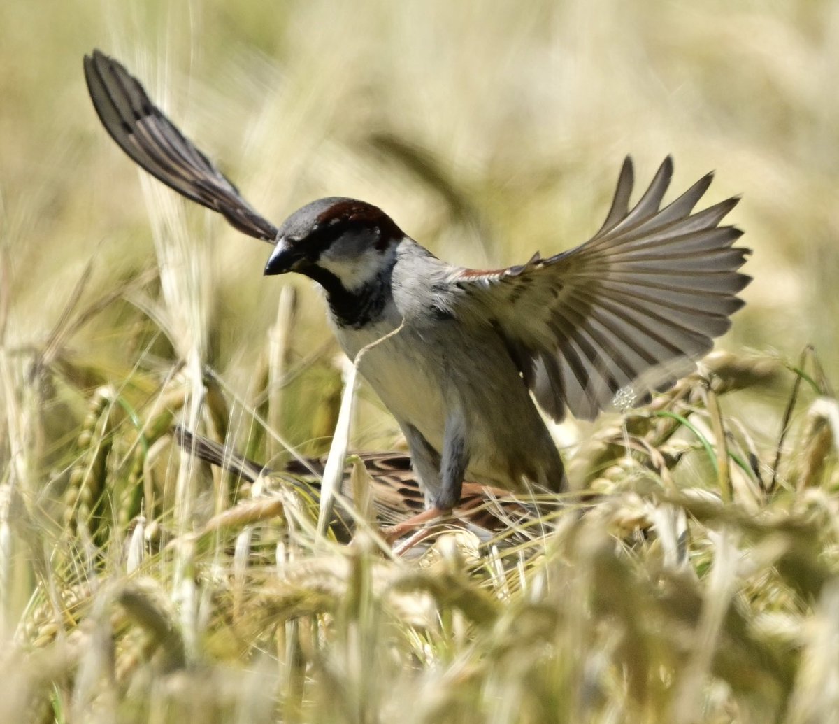 Pardal comú (Passer domesticus). 
#passerdomesticus #passer_domesticus #pardalcomú #pardal_comú #housesparrow #house_sparrow  #gorrióncomún #gorrión_común 
20240525 Sant Gregori.