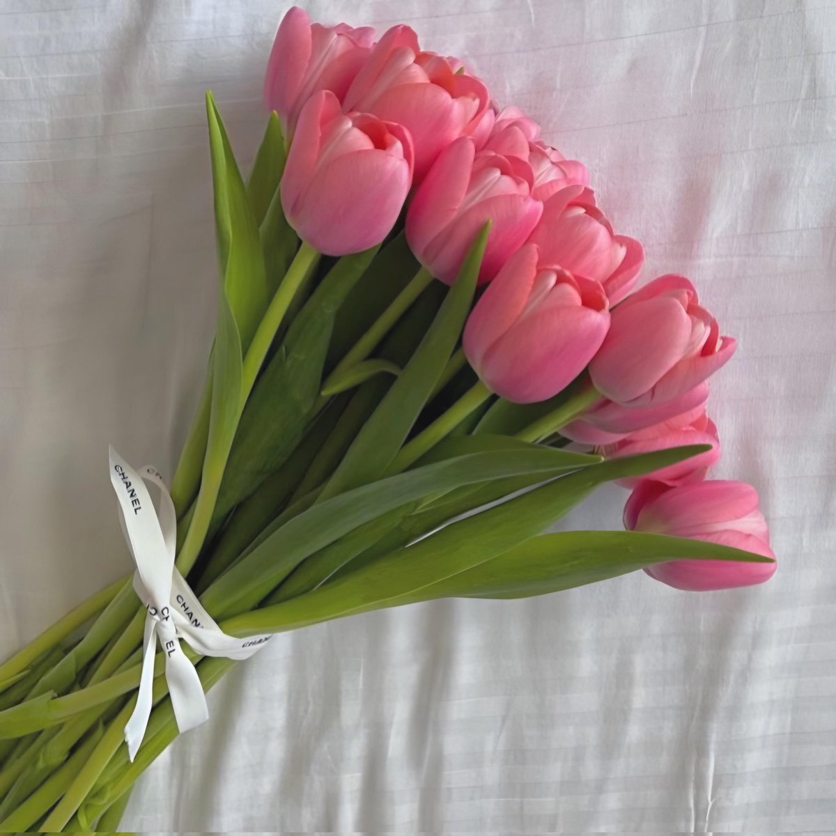 Exulansista's tweet photo. pink tulips or pink roses? https://t.co/2lB7Mewbf4