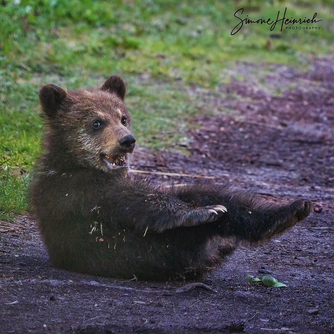 This week's Caption This goes to photographer simoneheinrichphotography /IG! How would you caption this silly moment?🐻 #sharecangeo #wildlife #wildlifephotography