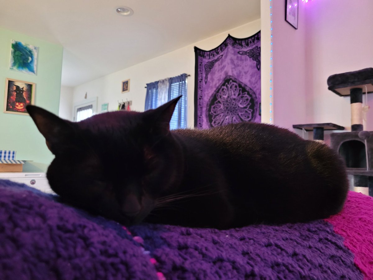 desertjester82's tweet photo. it's a sleepy Caturday here https://t.co/2z4xvMn8eu