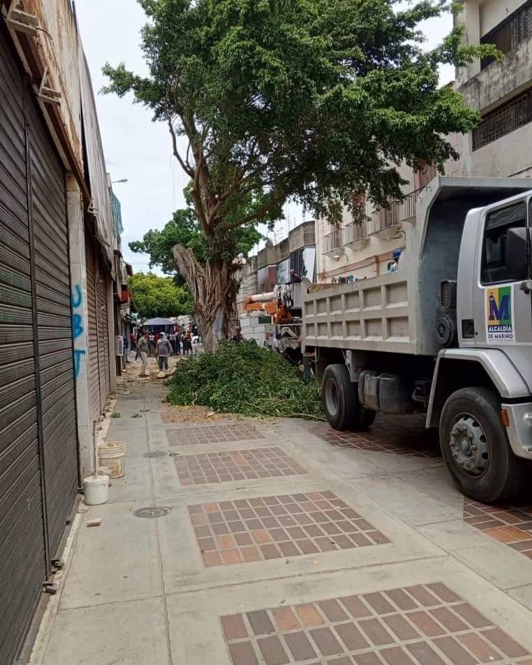 Un Ecocidio se enfrenta ANTES de que ocurra y se hace lo necesario para detenerlo.
Una payasada de algunos burócratas, funcionarios y dirigentes del PSUV aparecer DESPUÉS que tumbaron los arboles a tomarse selfies y dar declaraciones..Ineptos