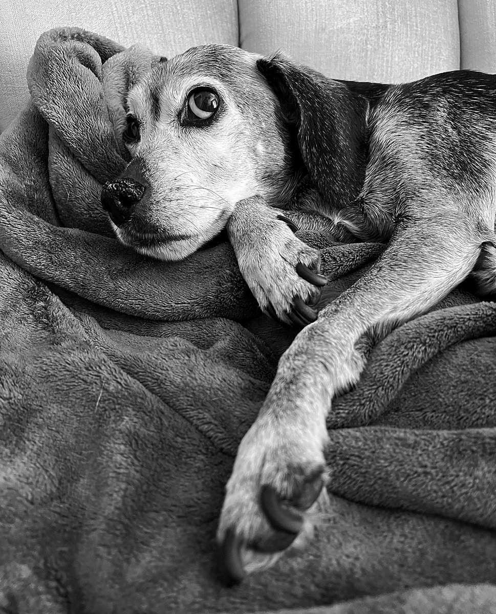 BobKarpDR's tweet photo. Bodhi at his most beautiful 📸8/16/23 Cary, NC #BodhisBirthdayCountdown #328days https://t.co/zNBGRVCPZ1