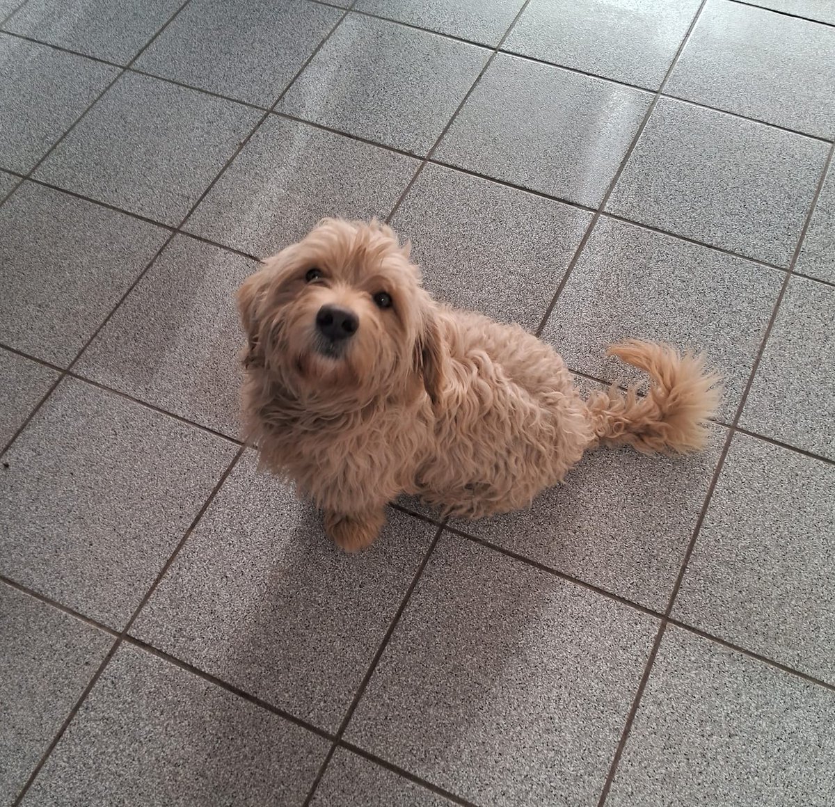eltuitdemarsh's tweet photo. Este machito está abandonado en la galería donde se encuentra el Centro médico Villarreal en Vicuña Mackenna, comuna de Peñaflor. No tiene chip ni está castrado. Es muy cariñoso con la gente. Si lo perdiste o deseas adoptarlo ya sabes dónde buscarlo. Favor RT!
#Peñaflor https://t.co/khlkdzb0AN