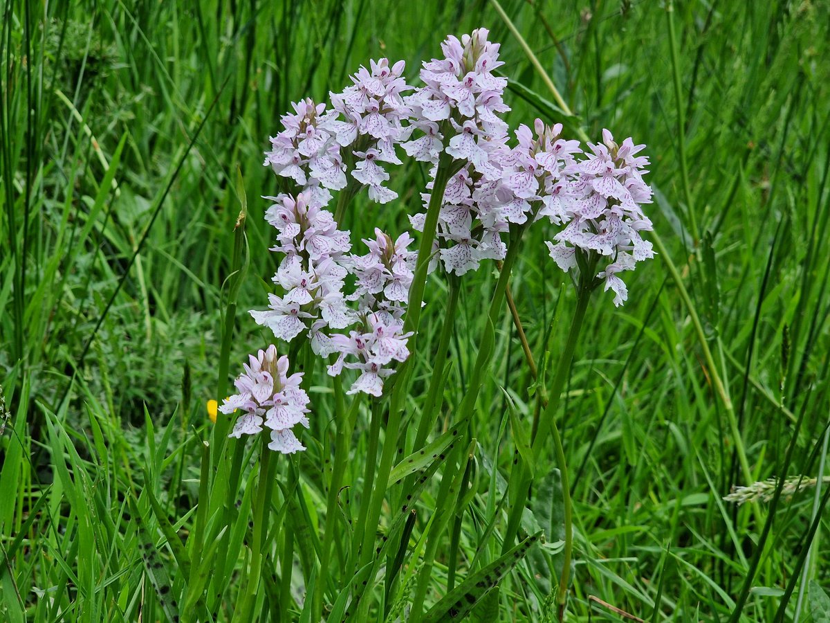 Wild about the Hills tweet media