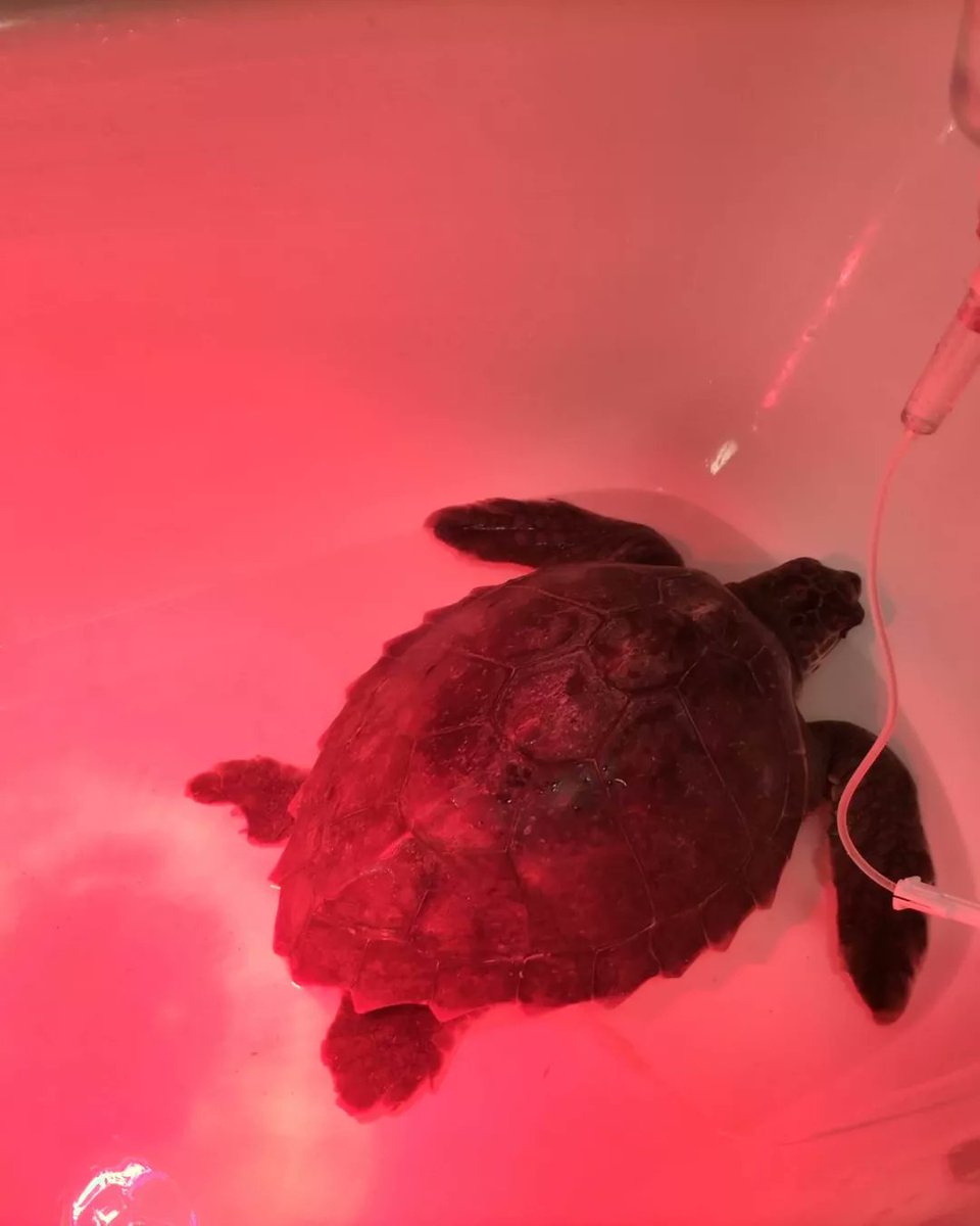 AVISO PARA EQUINAC, TORTUGA MARINA VIVA RESCATADA POR LA EMBARCACIÓN "ADAL".