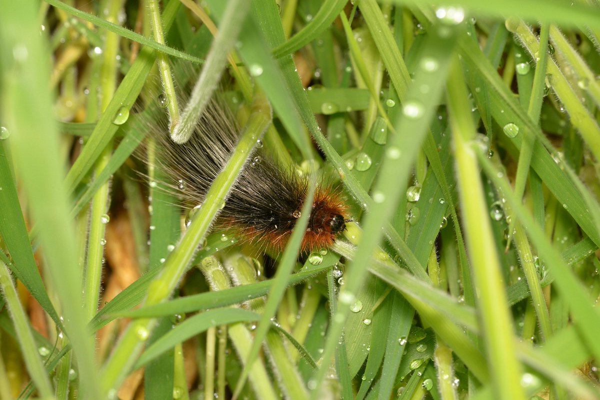 The very hairy caterpillar of the Garden tiger moth (Arctia caja) found in an East Lothian field this morning. #Moths @BCeastscotland @BC_Scotland
