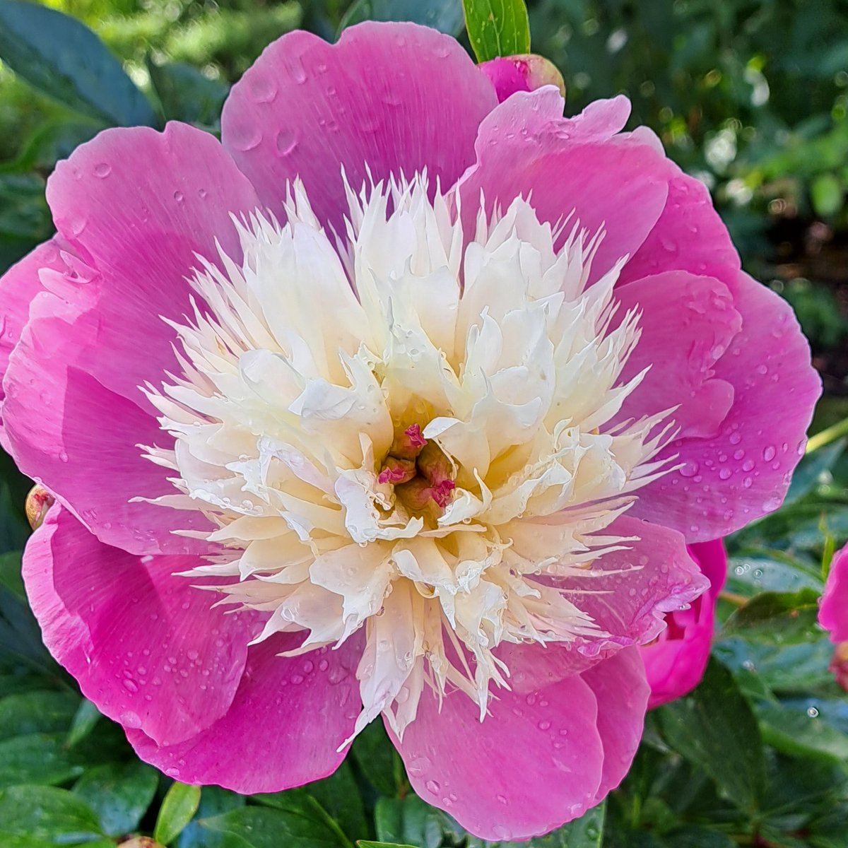 JiscaDijk's tweet photo. #Boskoop #Kwekerij #Flora #Pioen #Peony #opentuin
Met de Twentse afdeling van Groei & Bloei naar Boskoop geweest voor de giga plantentuin Van Esveld.
Maar aan de overkant de verrassende privé tuin met krielkuikens, mini-schaapjes en deze pioenroos 🥰
>>>> https://t.co/ap0nxkmToC