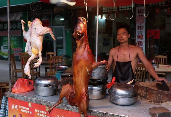 Verdiğimiz tepkilerin çoğu öğrenilmiş tepkilerdir.

ABD'de Dünya'nın en iğrenç yemekleri müzesinde Türkiye'den kelle paça da sergileniyor.

Çin, Güney Kore, Vietnam, Filipinler, Endonezya ve Tayland'ın bazı bölgelerinde köpek eti yenir. 
Çin'de Yulin Köpek Eti Festivali isimli