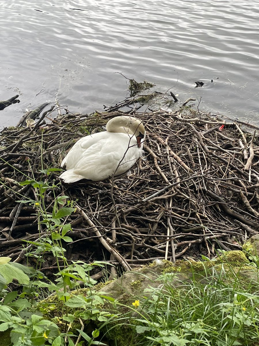 #Roundhaypark meet with the inspirational @Farrahkhan152 yesterday @ the end of the day to kick off the bank holiday weekend, bumped into the lovely @CllrSalmaArif on our rounds ♥️ Can’t get over how regal & beautiful this nesting swan is every time I go ♥️