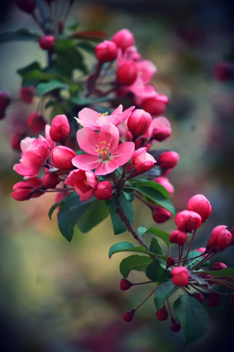 aurorammy's tweet photo. @fridayy6_ @EvaLovesDesign Begonia is the closest https://t.co/MzzcVDC0Sz