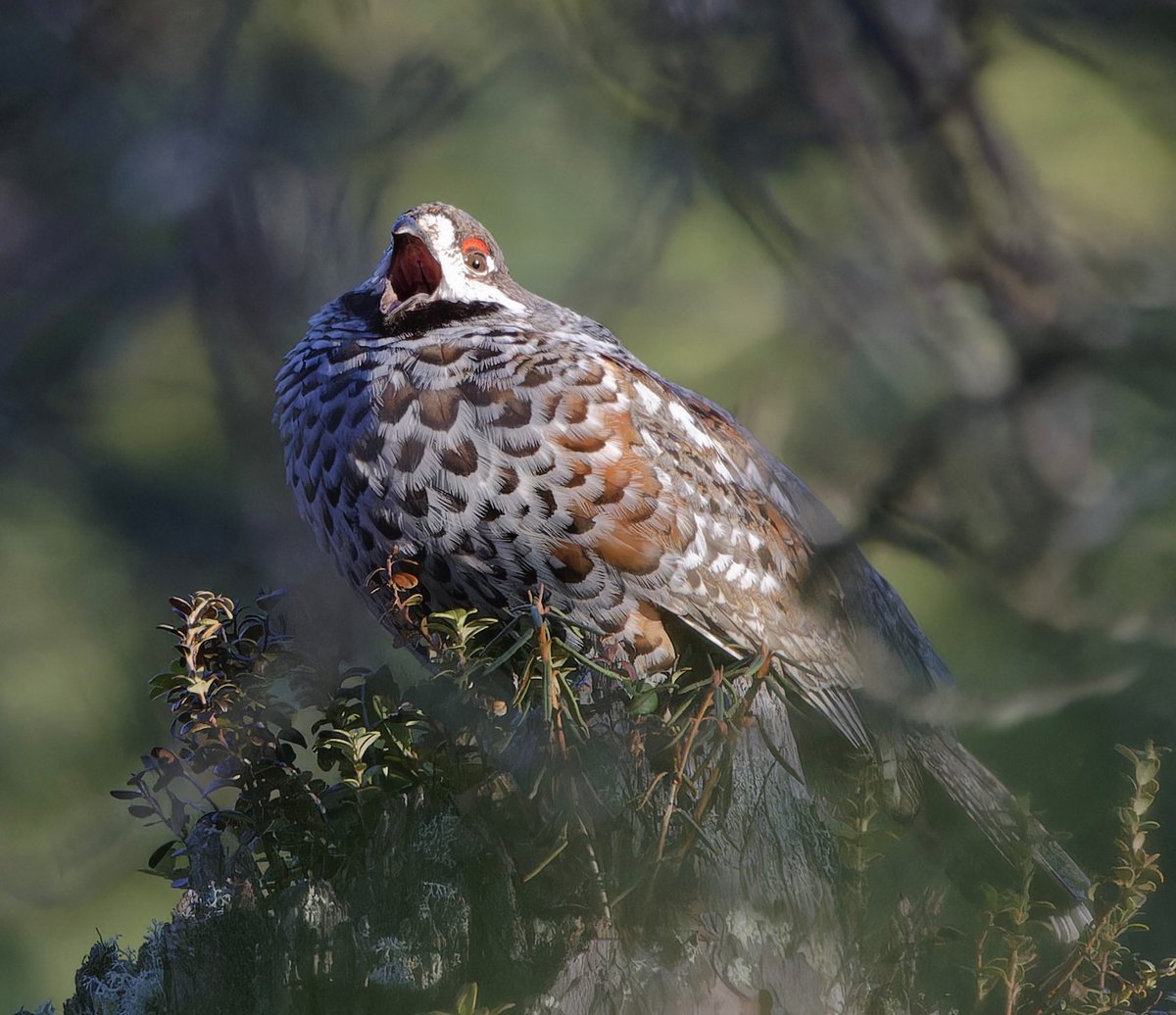 partbirdpartman's tweet photo. The land of the midnight sun. Amazing light and birding from as early as you like. The grouse and Mr Bluethroat seem to like an early start.

@Natures_Voice 
@naturetrektours 
@NatGeo 
#birds 
#wildlife
#wildlifephotography
#Norway
#arcticcircle 
#hazelgrouse 
#bluethroat https://t.co/pY3A5nfALD