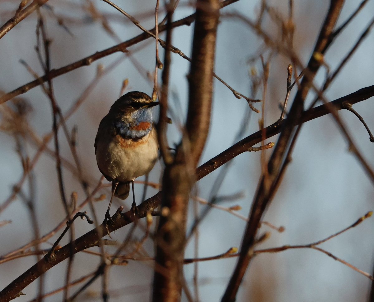 partbirdpartman's tweet photo. The land of the midnight sun. Amazing light and birding from as early as you like. The grouse and Mr Bluethroat seem to like an early start.

@Natures_Voice 
@naturetrektours 
@NatGeo 
#birds 
#wildlife
#wildlifephotography
#Norway
#arcticcircle 
#hazelgrouse 
#bluethroat https://t.co/pY3A5nfALD
