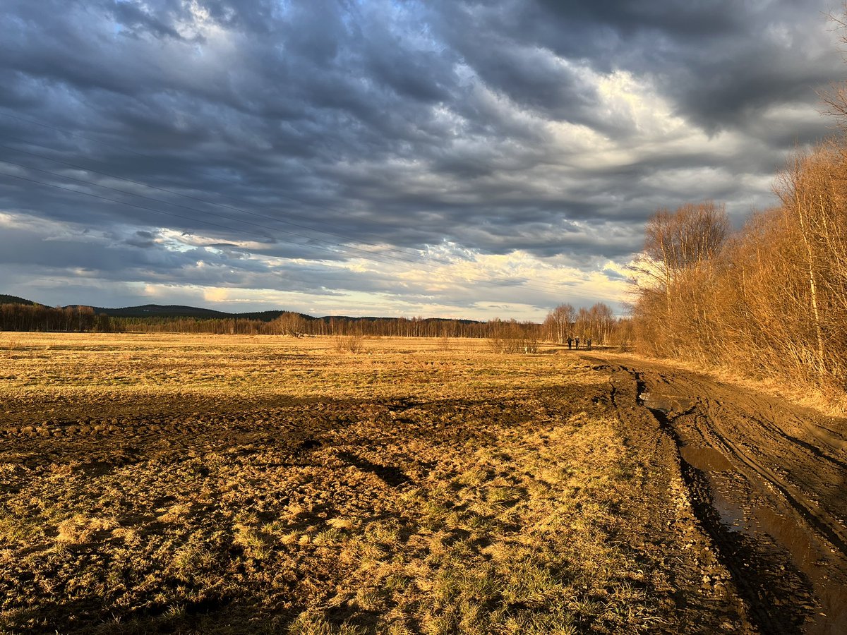 partbirdpartman's tweet photo. The land of the midnight sun. Amazing light and birding from as early as you like. The grouse and Mr Bluethroat seem to like an early start.

@Natures_Voice 
@naturetrektours 
@NatGeo 
#birds 
#wildlife
#wildlifephotography
#Norway
#arcticcircle 
#hazelgrouse 
#bluethroat https://t.co/pY3A5nfALD