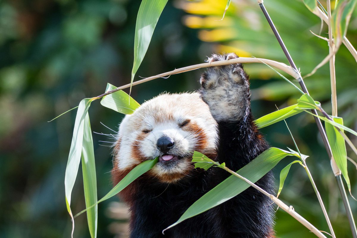 A Red Panda's favourite food may be bamboo but you can discover a whole world of delicious food at our Safari Restaurant open from 10am - 5pm!🌿 📸: Matt Rimmer #SupportingConservation #WelshMountainZoo #NationalZooOfWales #Eryri360 #NorthWales