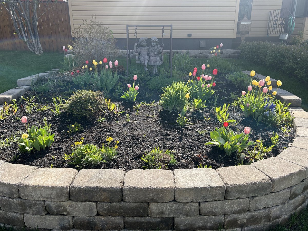 The signs of Spring are everywhere.

#Calgary #yyc #tulips #flowers #Spring #SilverSprings