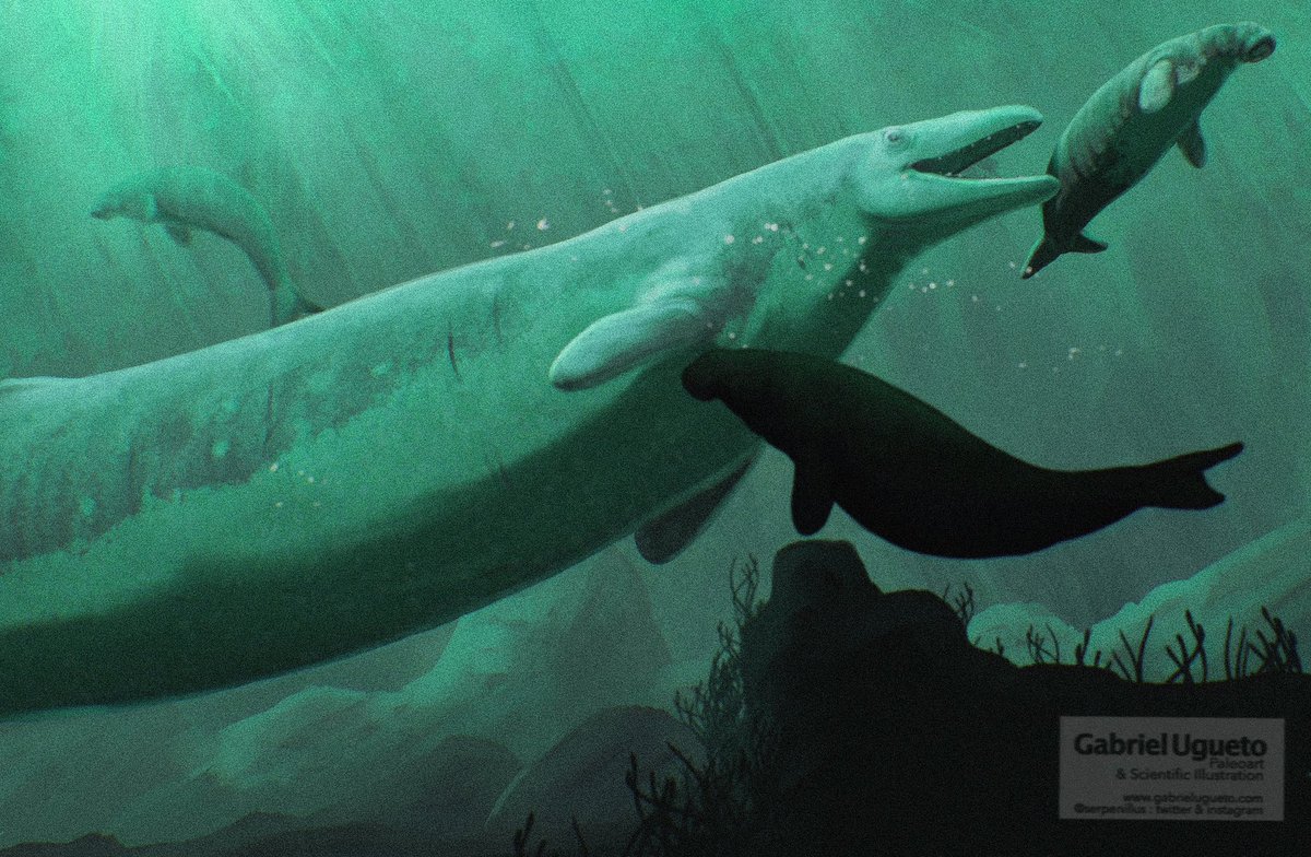 SerpenIllus's tweet photo. Sirenian is in the menu for Basilosaurus. Concept sketch https://t.co/9eDDiHK2qR