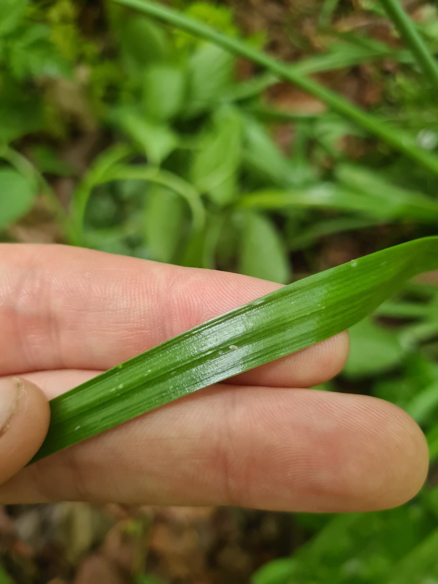A mystery allium from a wood in Thetford. Working through Stace gets me to Allium roseum - but no trace of pink on the flowers. White form? Or some other similar species? Any thoughts <a href="/crawley_mick/">Mick Crawley</a>?