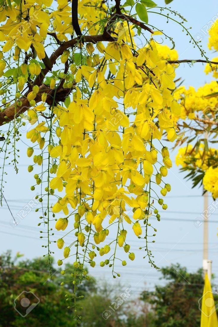 Amaltas love 💛