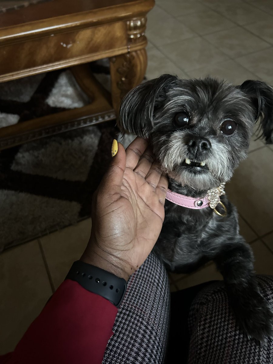 MzPdoubleH's tweet photo. @SixBrownChicks My sweet girl Bella 🥰🥰 https://t.co/M6dJWSUVae