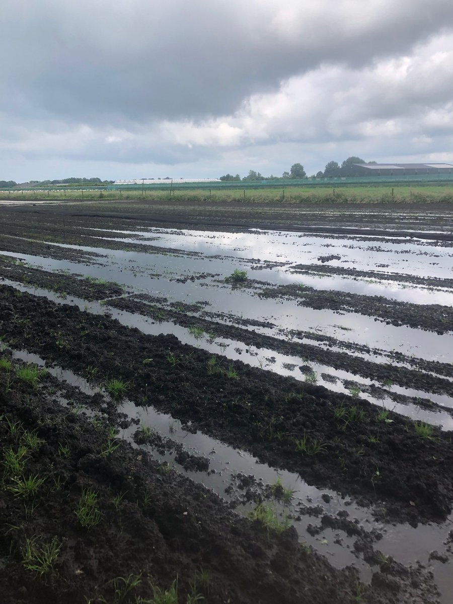 ricksloot's tweet photo. Het is een vreselijk nat voorjaar, er lijkt geen einde aan te komen. #brabant #akker #koolrabimetzwemvliezen https://t.co/5Y8HjzUbbi
