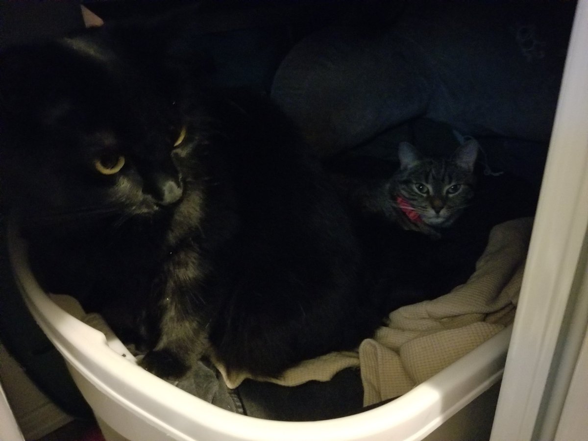 AstroKip's tweet photo. @chia__seeds Harder than taking care of the cats https://t.co/tQpUzeydD0